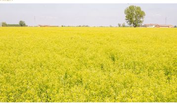 Vai alla notizia FLANAT Research, Consorzio Agrario di Cremona e APIMA firmano una Lettera di Intenti 