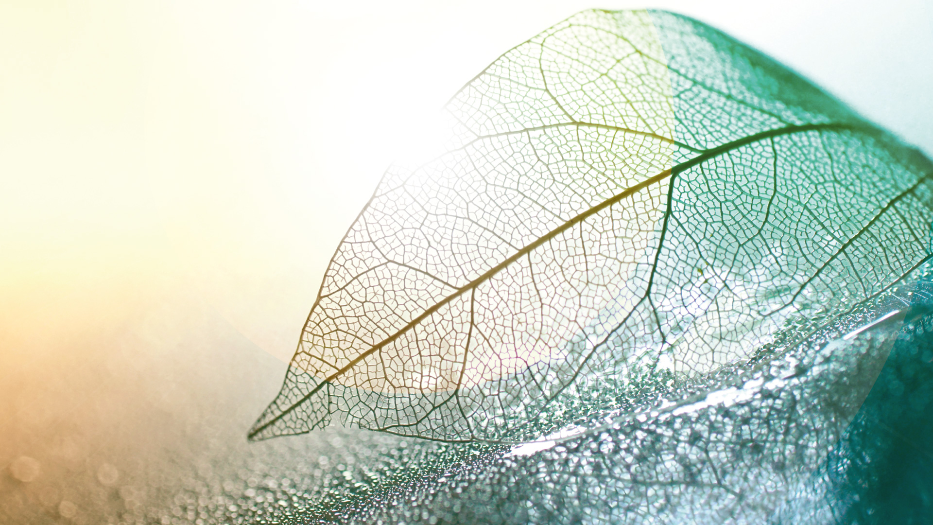 Immagine del carousel