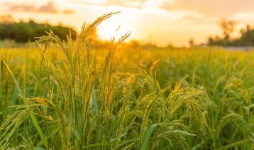 Vai alla notizia Risicoltura sostenibile e agrobiodiversità, il 10/11 un evento in Statale