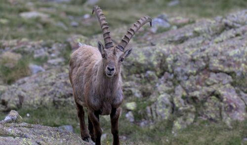 Immagine della notizia