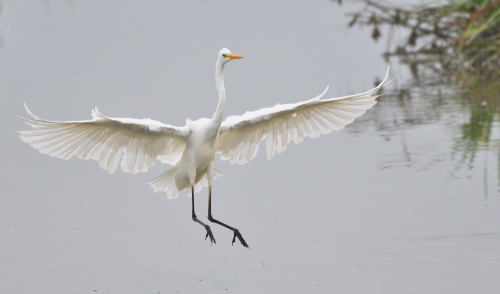 Immagine della notizia